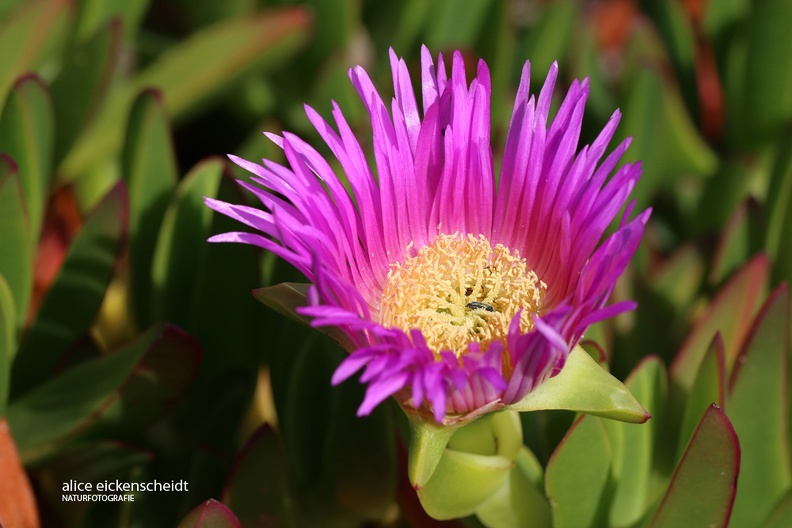 Mittagsblume _carpobrotus edulis_ 1_Praia da Bandeira.jpg